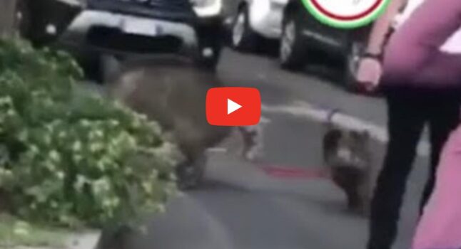 Roma, donna aggredita da un cinghiale mentre passeggia con i suoi cani