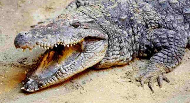 Muore a 75 anni Babyia, il coccodrillo vegetariano venerato come un dio: si cibava solo di fiori