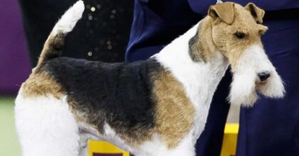 Pebbles, cane morto alla veneranda età di 22 anni: davvero il più vecchio del mondo?