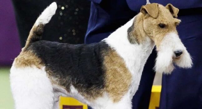 Pebbles, cane morto alla veneranda età di 22 anni: davvero il più vecchio del mondo?