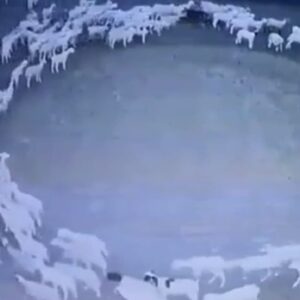 Cina, il mistero delle pecore che girano in cerchio da oltre dieci giorni VIDEO