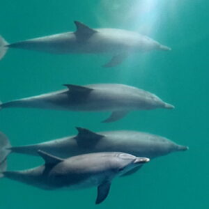 Delfini salvano un nuotatore da uno squalo bianco di due metri che stava per sferrare un attacco mortale