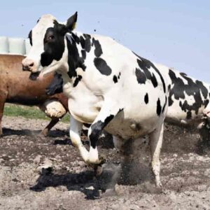 Uomo muore in una stalla, colpito da una mucca: dramma vicino Parma