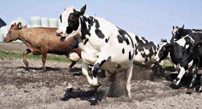 Uomo muore in una stalla, colpito da una mucca: dramma vicino Parma