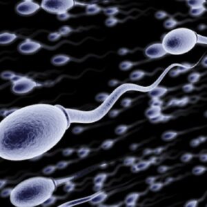 Spermatozoi, la metà svanita: in 50 anni meno 1% l'anno. Giovani: un mld rischia l'udito per volume cuffiette