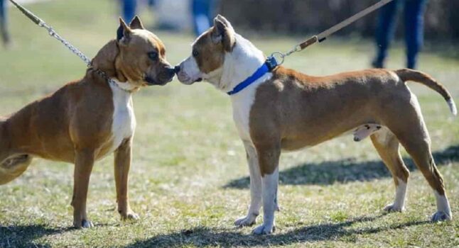 Pitbull azzanna una donna e uccide 2 dei suoi cani che giocavano al parco