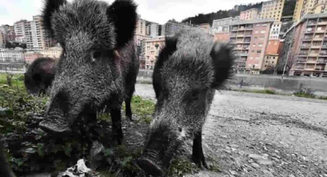 Il piano anti-cinghiali scatena Verdi, M5s e i soliti animalisti: ma l’85% degli italiani chiede di abbatterli