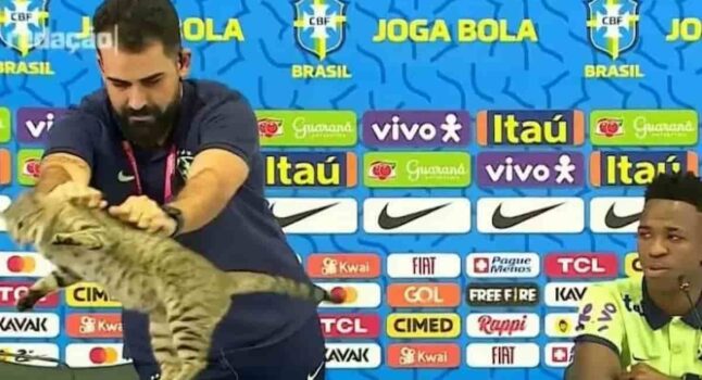 brasile gatto lanciato conferenza
