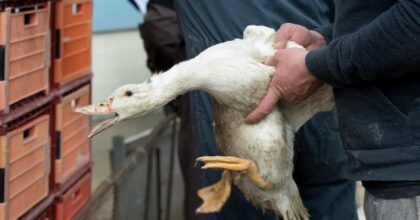 Re Carlo III vieta il foie gras da tutte le residenze reali: è una "tortura in scatola" per l'associazione animalista Peta.