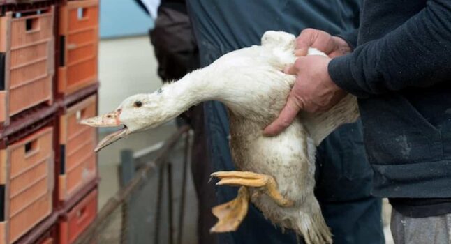 Re Carlo III vieta il foie gras da tutte le residenze reali: è una "tortura in scatola" per l'associazione animalista Peta.