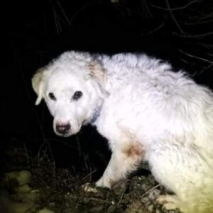 Ritrova il suo cane scomparso 4 mesi fa in Valtellina: la telefonata a sorpresa la sera di Natale