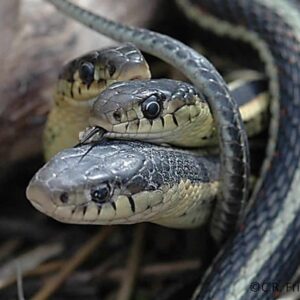 Anche i serpenti hanno il clitoride, favorisce amore e riproduzione: finora studiati solo i maschi, ora scoperte funzioni come nelle donne