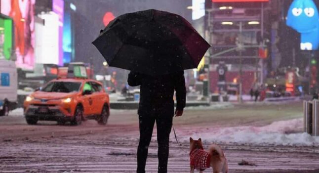 Un cane a spasso per New York, foto Ansa