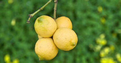 Stanno sparendo i limoni: in 30 anni diminuita la produzione del 40%. Colpa del "mal secco"
