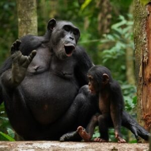 Scimpanzé usano impacchi di insetti schiacciati per curare ferite e infezioni. Non si registrano No bug