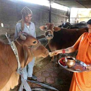 A San Valentino "abbracciamo le mucche": il singolare appello del governo indiano A San Valentino "abbracciamo le mucche": il singolare appello del governo indiano
