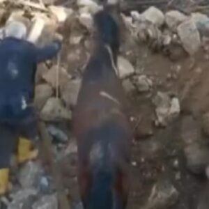 Cavallo salvo in Turchia
