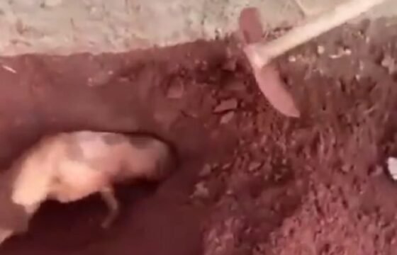 Cagnolina sepolta viva in Brasile