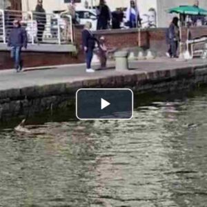 Capriolo nuota nel canale Burlamacca a Viareggio: i VIDEO spopolano sui social