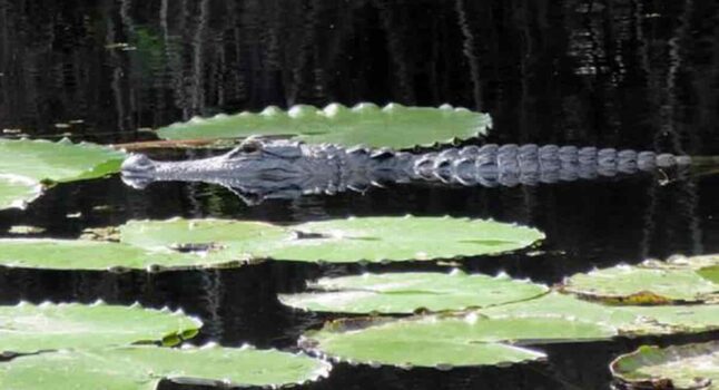 bimbo alligatore florida