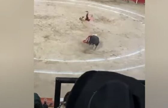 Il toro incorna il matador e lo fa volare per 4 metri VIDEO
