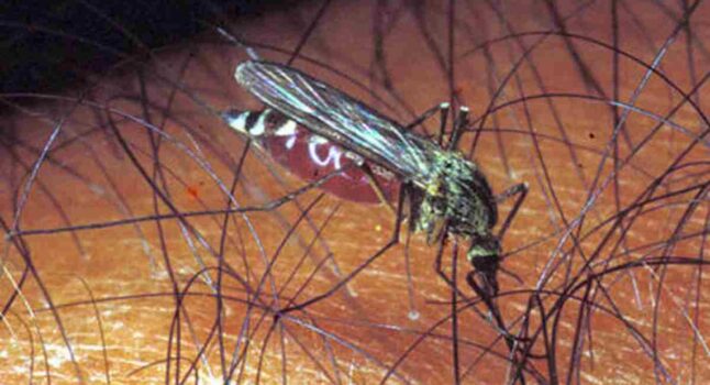 Allarme zanzare, Italia prima in Europa per virus del Nilo. Colpa del riscaldamento