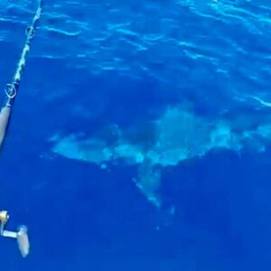 Avvistato squalo di 3 metri nelle acque di Livorno. Il VIDEO girato dai pescatori