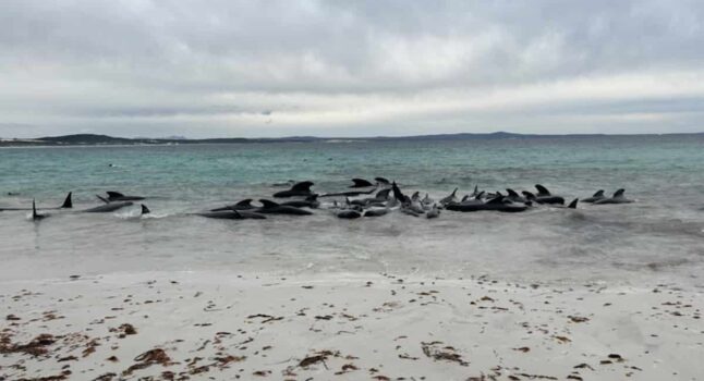 balene morte australia