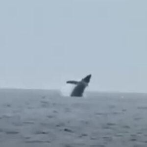 salto sincronizzato delle balene