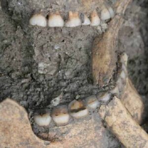 denti sesso antenati