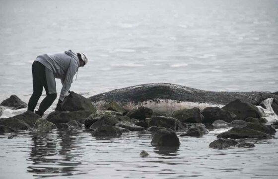 Ostia, balena si arena e muore su una scogliera. Foto Ansa