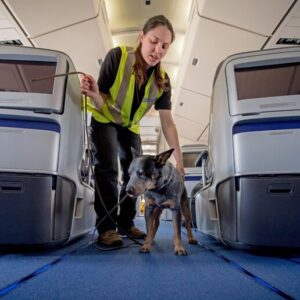 Cani sui jet privati, il viaggio da 9.400 euro che fa infuriare gli ambientalisti