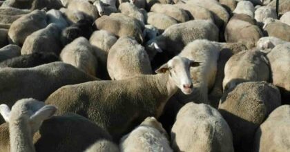Pecore affamate mangiano 100 kg di marijuana. Il pastore: "Avevano un comportamento strano". Foto Ansa