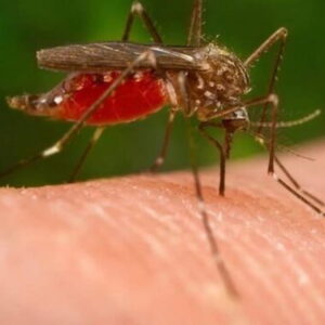 Dengue, la febbre mortale minaccia Europa del sud e Italia, la zanzara colpice di giorno, sintomi e conseguenze, allarme Oms
