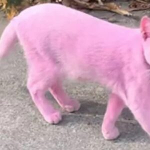 gatto rosa