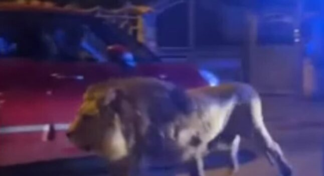 Ladispoli, il video del leone a passeggio per le strade della città