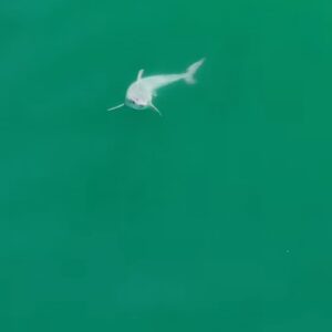 squalo bianco cucciolo