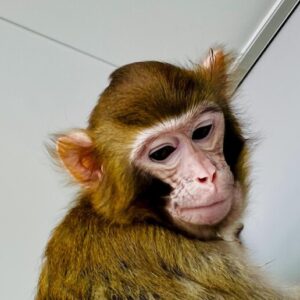ReTro, la prima scimmia clonata nata sana e vissuta oltre 2 anni