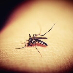 febbre dengue vaccino spallanzani