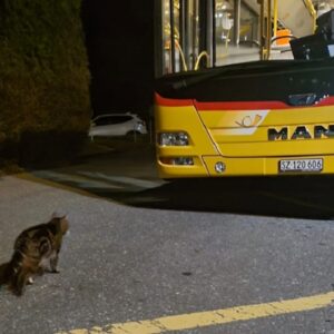 gatto passeggero dell'Autopostale