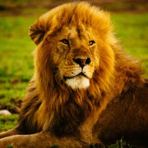 Sbranato a morte da un leone per un selfie, in uno zoo in India: ha scavalcato la recinzione alta 8 metri per farsi una foto con il re della foresta.