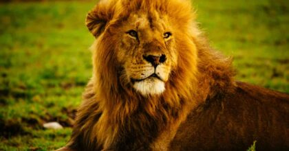 Sbranato a morte da un leone per un selfie, in uno zoo in India: ha scavalcato la recinzione alta 8 metri per farsi una foto con il re della foresta.