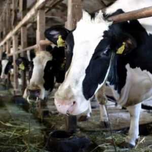 AI, IA, Intelligenza Artificiale: dalle mucche agli esseri umani per fare più latte e farci stare meglio, esperimenti sono in corso in Germania