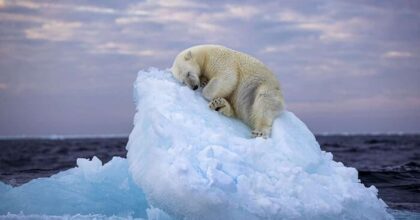 artico caldo orsi polari