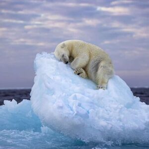 orso bianco addormentato ghiaccio