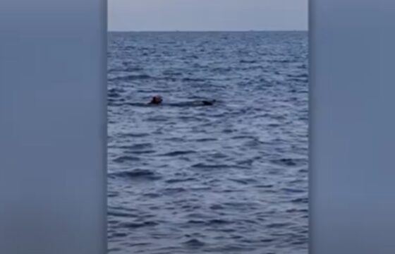 La cagnolina che si tuffa in mare per giocare con il delfino