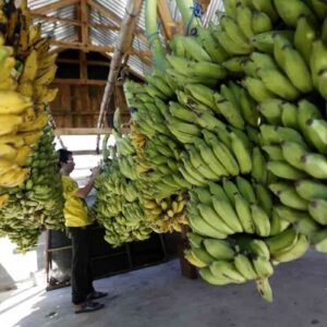 I prezzi delle banane saliranno, effetto del clima che cambia: calo di produzione e malattie