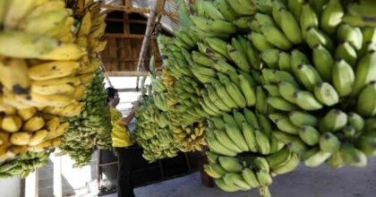I prezzi delle banane saliranno, effetto del clima che cambia: calo di produzione e malattie
