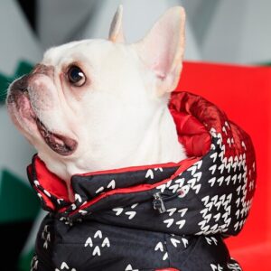 Carlini, Bulldog e Shih-tzu a rischio: in Brasile si discute sul divieto dei cani brachicefali