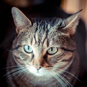"Hanno ucciso il mio gatto con le polpette avvelenate": il dolore della padroncina
